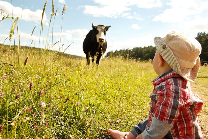 Коровы и кошки защищают детей от астмы