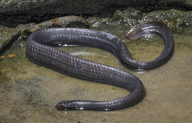 Морские змеи потемнели от грязи