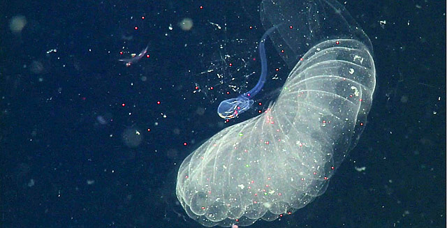Почему морской пластик падает на дно