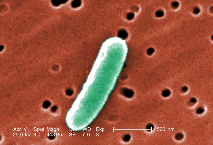 Кишечные бактерии обеспечивают здоровую старость