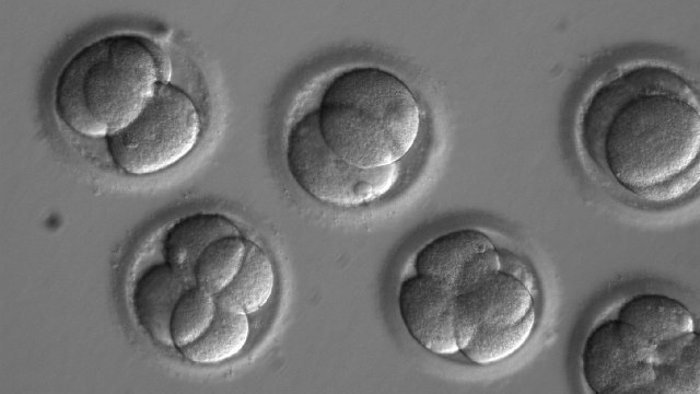 Человеческим эмбрионам снова отредактировали геном
