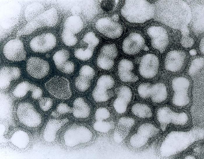 Птичий грипп заражает людей в «окаменевшем» виде