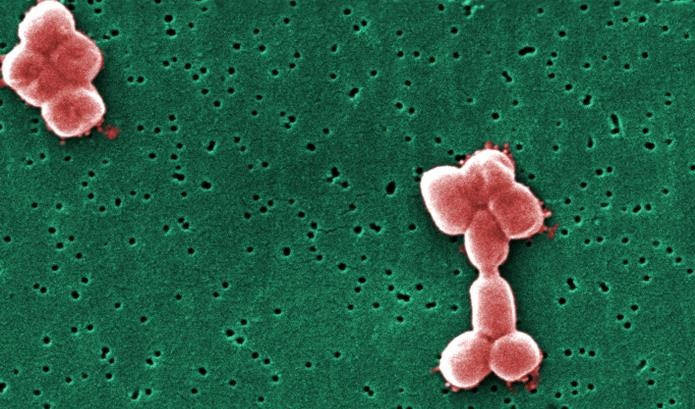 Внутрибольничную бактерию победят вирусами