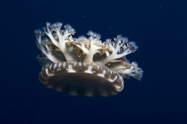 Безмозглые медузы умеют спать