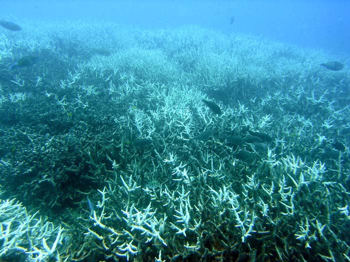 Упадок кораллов начался более ста лет назад 