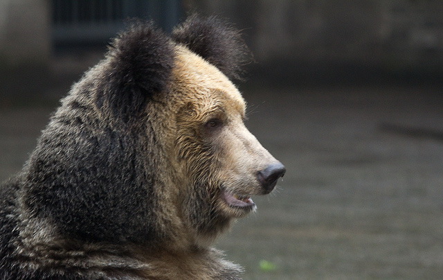 «Гималайские йети» превратились в медведей