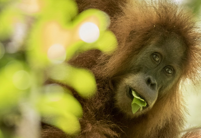 На Суматре нашли новых орангутанов