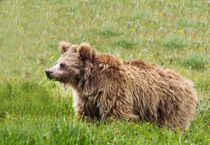 «Гималайские йети» превратились в медведей