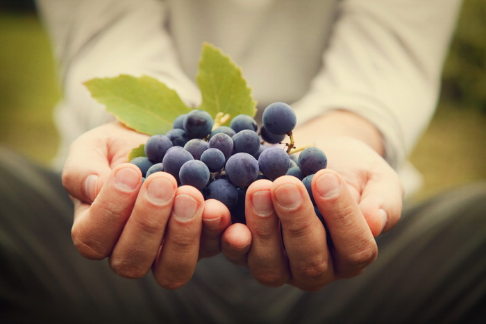 В винограде нашли средство от депрессии