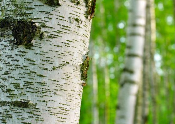 Как достать полезные вещества из древесной коры