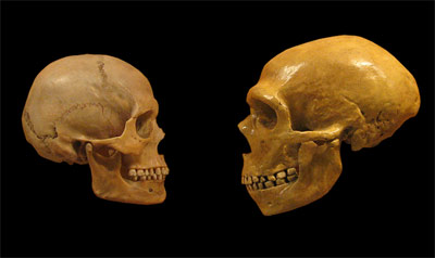 Почему неандертальцы были такие носатые