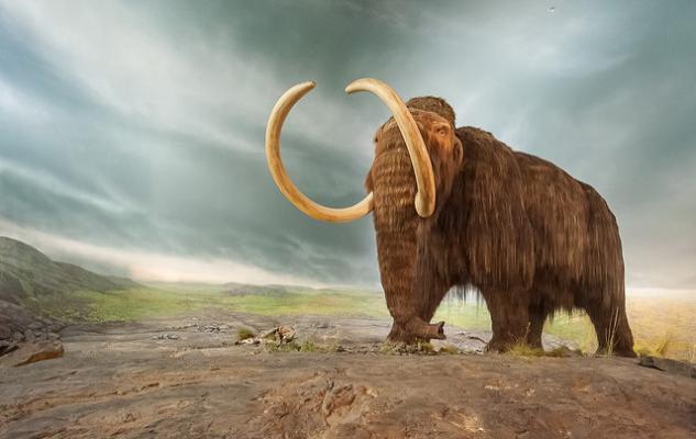 Доисторических гигантских зверей истребили люди