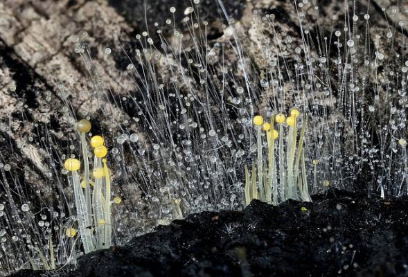Плесневый грибок научился чувствовать гравитацию благодаря бактериям
