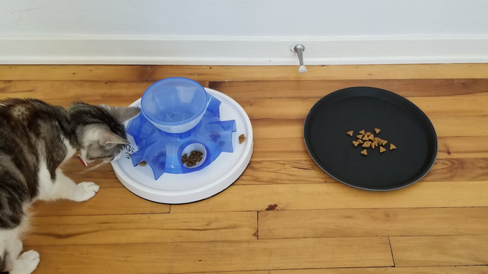 Кошки не любят работать ради еды