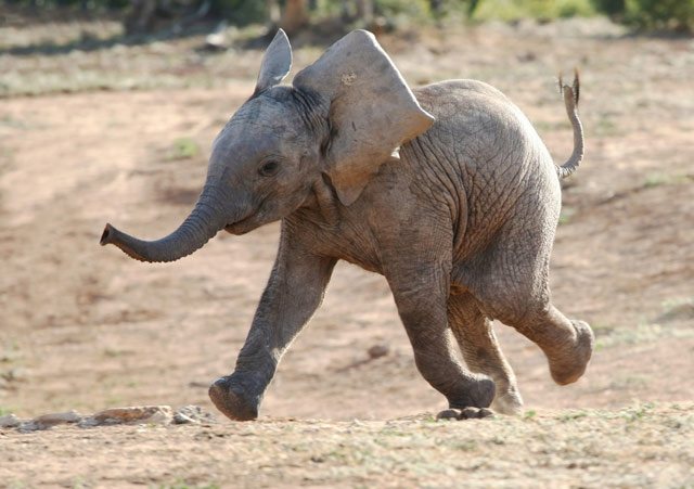 Почему слоны плохо бегают