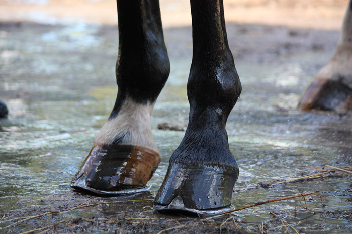 Почему у лошадей на ногах по одному пальцу