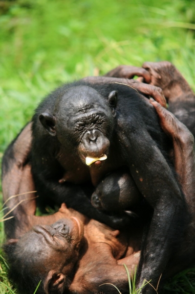 Шимпанзе бонобо помогают незнакомцам