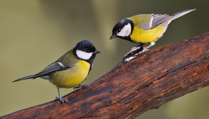 О плохой еде птицы узнают друг от друга