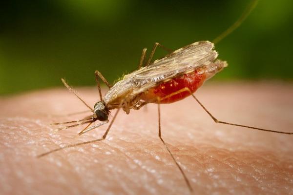 Малярия приманивает комаров к людям