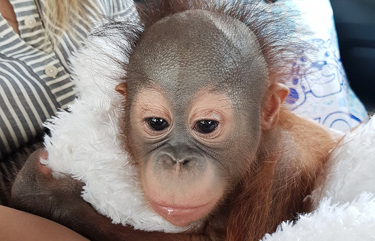 В Московском зоопарке появился детеныш борнейского орангутана