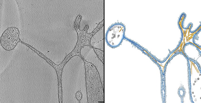 У асгардских микробов нашли клеточный скелет