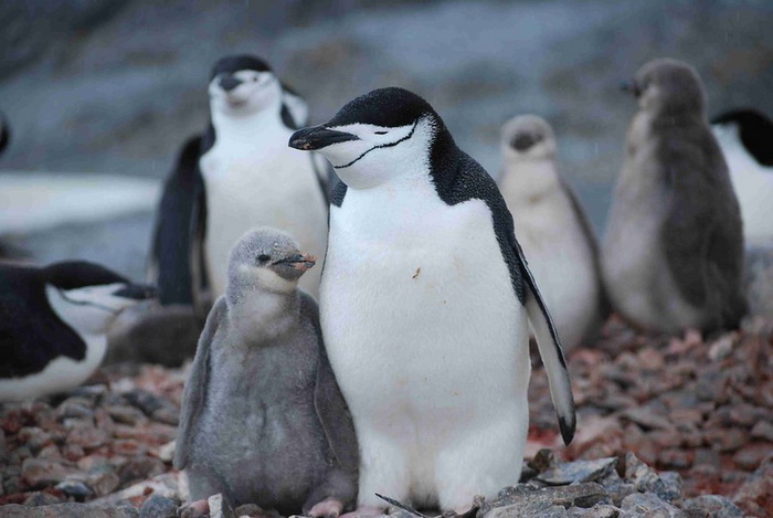 Пингвины спят секундами