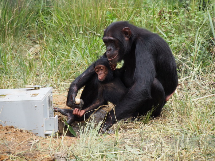 Шмели и шимпанзе учатся сложному у товарищей