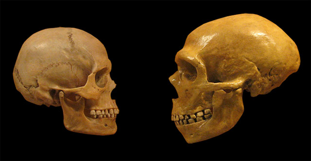 Современные люди стали еще ближе к неандертальцам