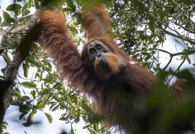 На Суматре нашли новых орангутанов