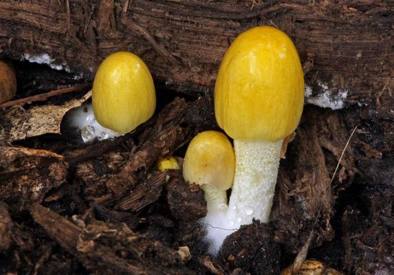 Почему «волшебные» грибы стали «волшебными»
