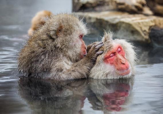 Японские макаки успокаивают нервы в горячей ванне