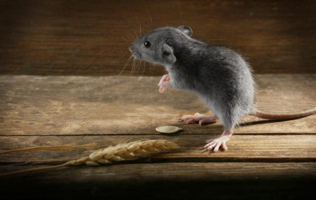 Мыши узнают крыс по запаху слез